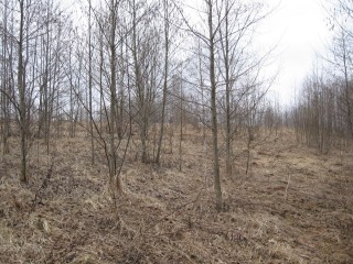 Западные склон моего участка. Очень быстро порастает ольхой. На первом этапе ольха будет помогать кедрам подрасти. Позже я оставлю только хвойные деревья.